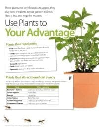 Use Plants to Your Advantage in Your Lawn and Garden
